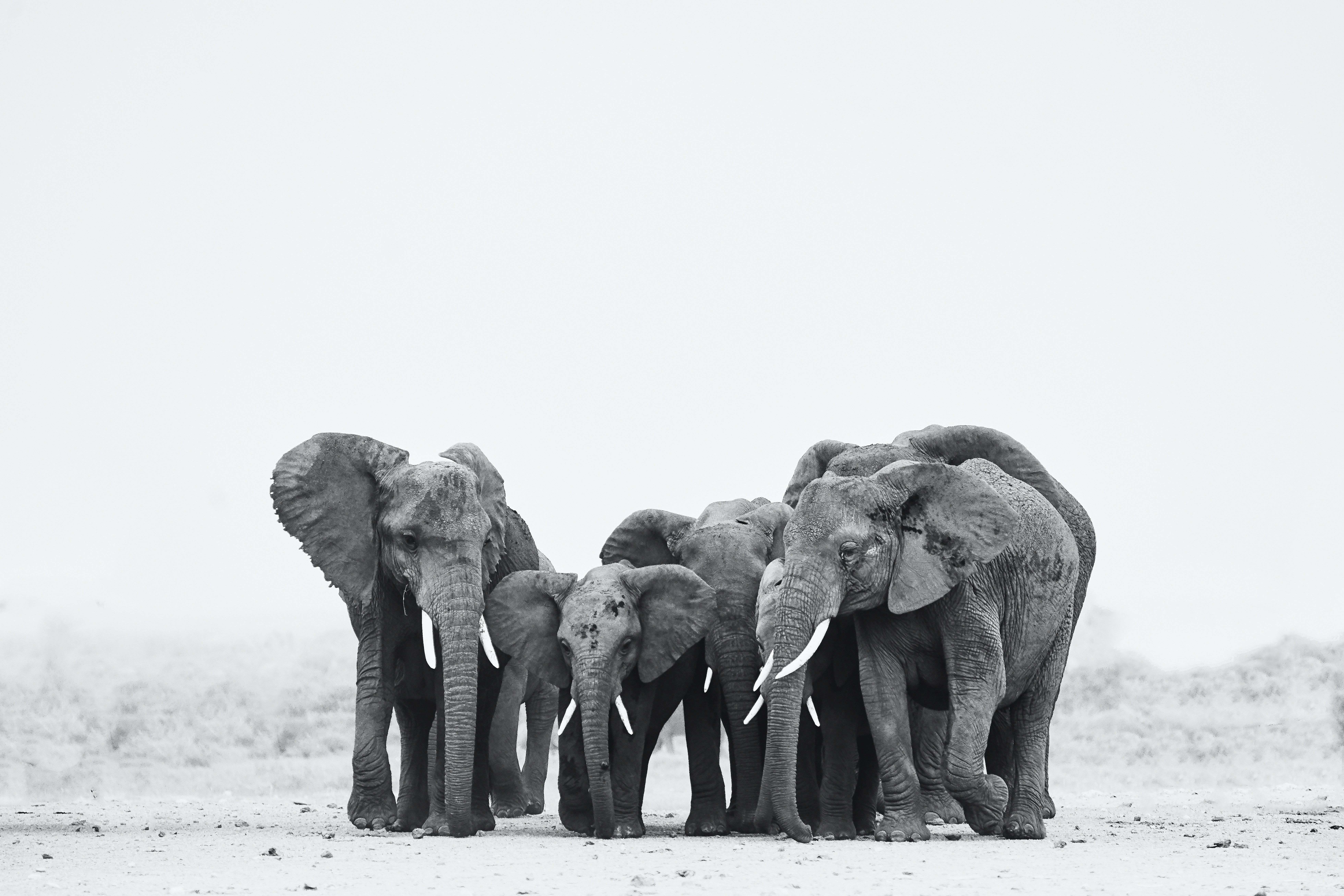 Herds of elephants crossing Botswana’s Okavango Delta, a cinematic and remote location for safari-inspired elopements.