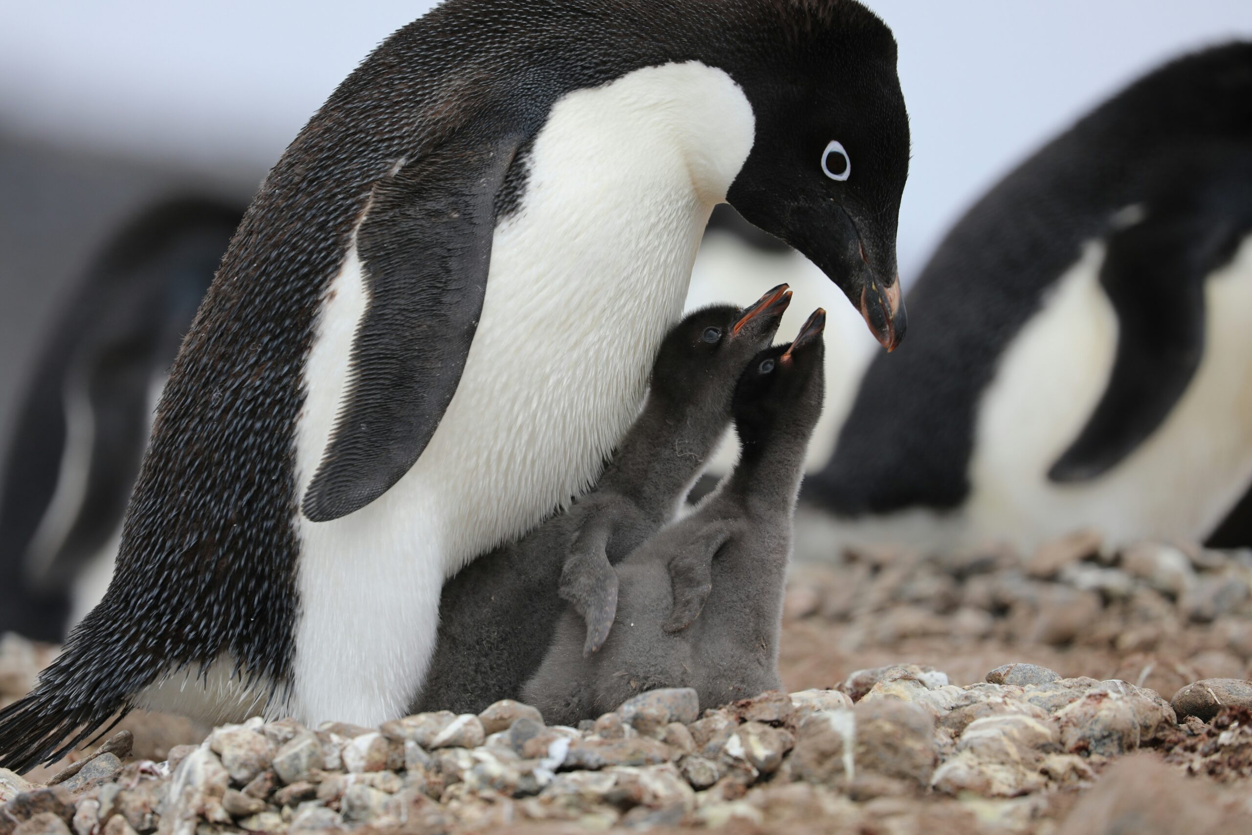 Newly hatched emperor penguins on icy Antarctic shores, a breathtaking backdrop for an intimate adventure elopement.