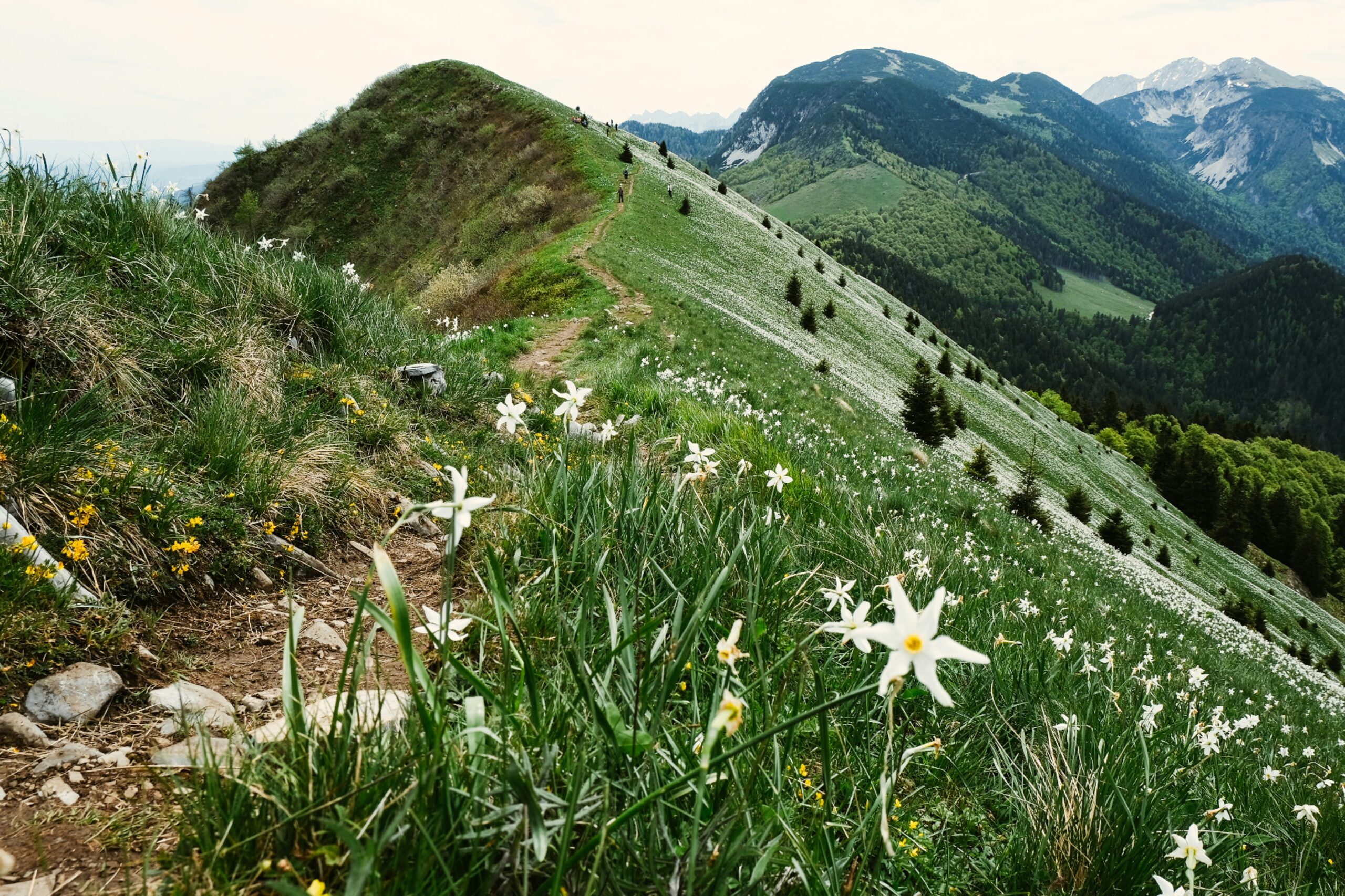 Vibrant alpine wildflowers and forested trails in Washington State, a colorful and intimate backdrop for adventure elopements.