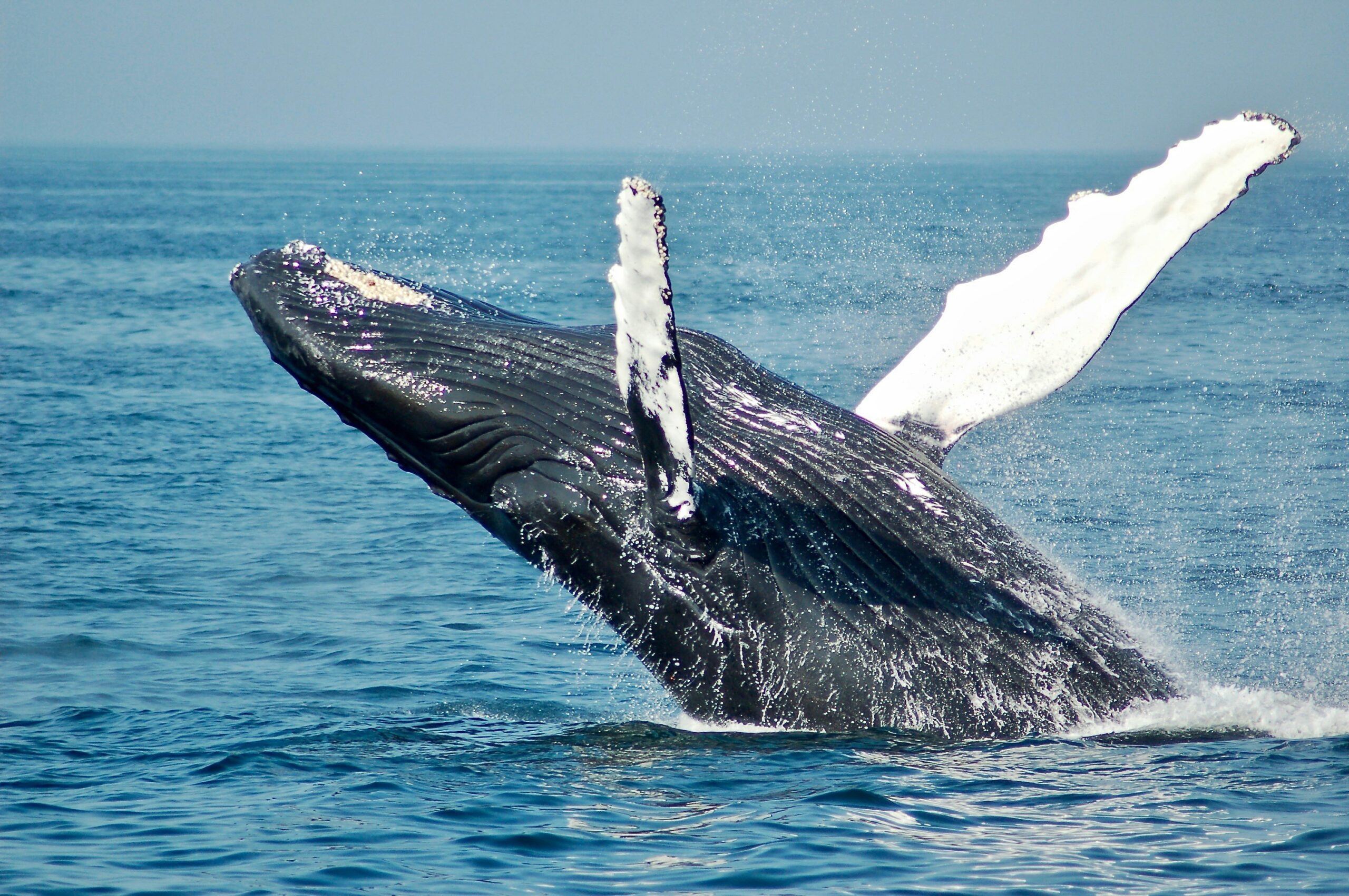 Gray whales breaching near Baja California, Mexico, a stunning coastal setting for couples’ adventurous ocean elopements.